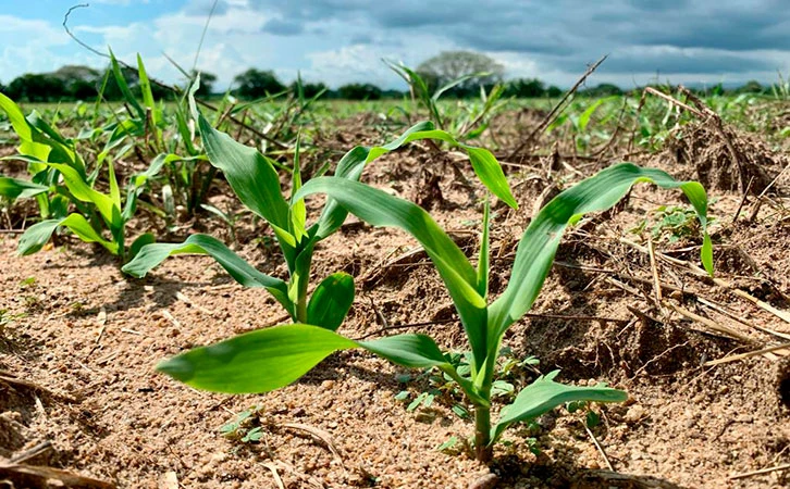 Iniciará 6to año de gobierno de AMLO con déficit en producción de maíz blanco