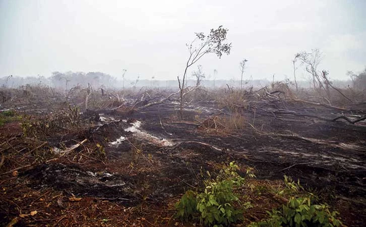 Desafíos ambientales: la deforestación en México