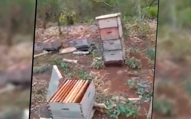 Denuncian asesinato masivo de abejas en Yucatán