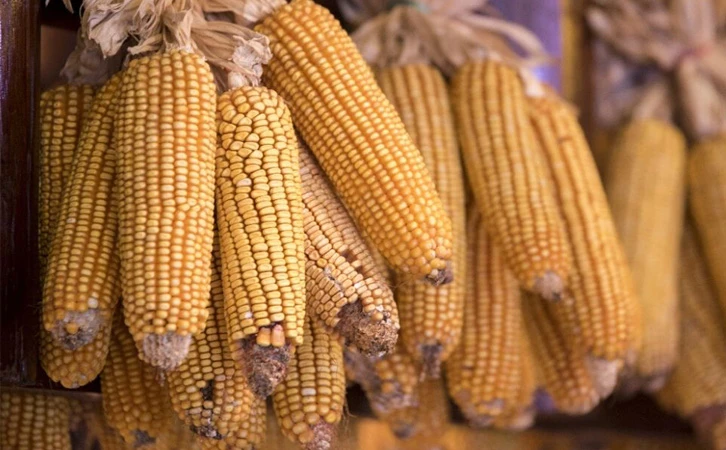 En riesgo producción de maíz mexicano