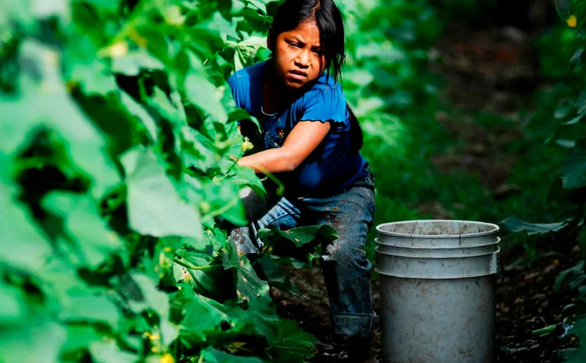 Urgen políticas públicas para acabar con el trabajo infantil: ONU