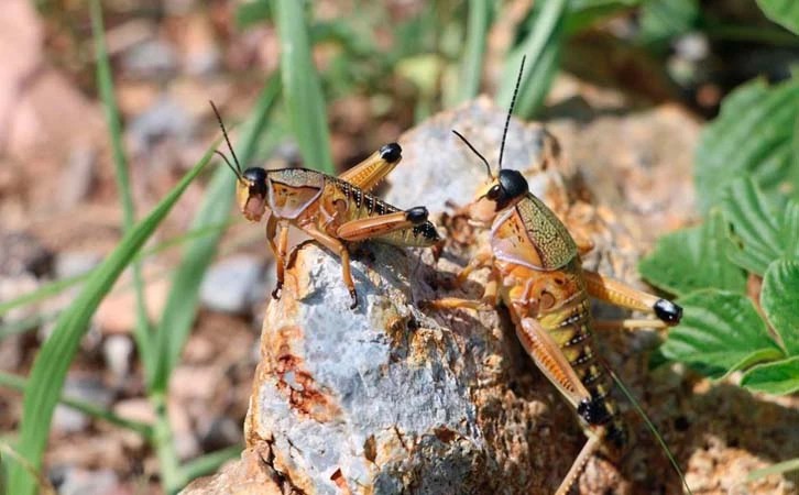 Afecta cultivos plaga de chapulines en Chihuahua