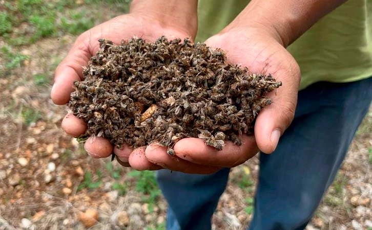 Denuncian pérdidas millonarias por muerte masiva de abejas en Yucatán