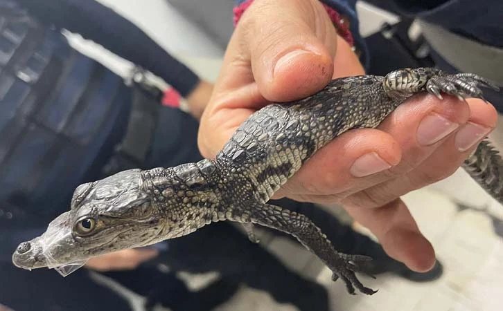 ¡Cocodrilos en el Metro! Autoridades rescatan a los reptiles