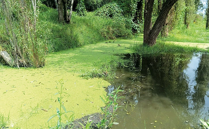 En Mixquic padecen olvido gubernamental tras inundación de parcelas