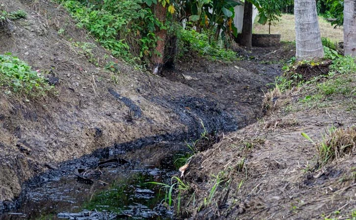 Mueren animales silvestres por derrame de hidrocarburos en Veracruz