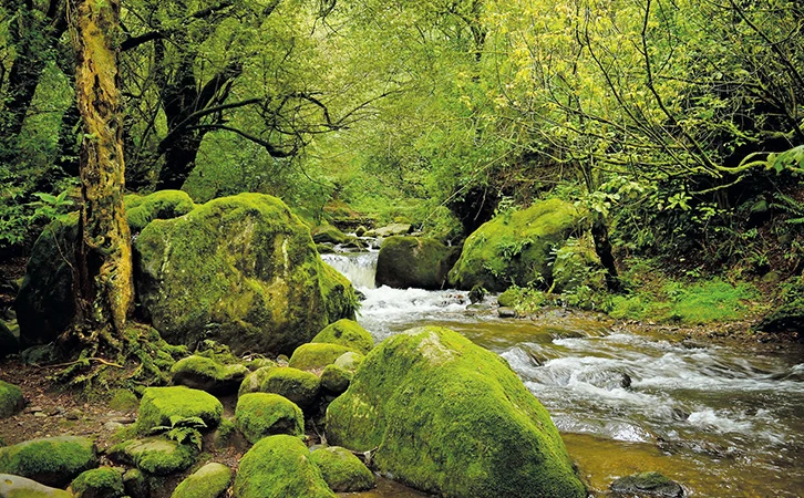 Los Bosques de Agua: “un rescate” sin recursos ni tecnología