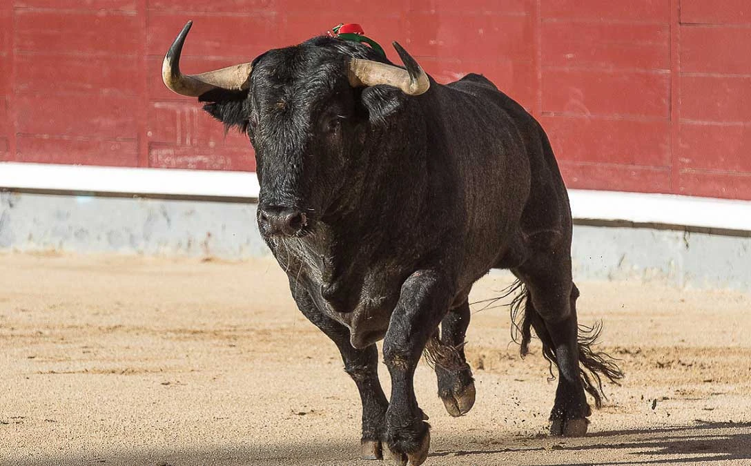 IECM respalda iniciativa contra corridas de toros