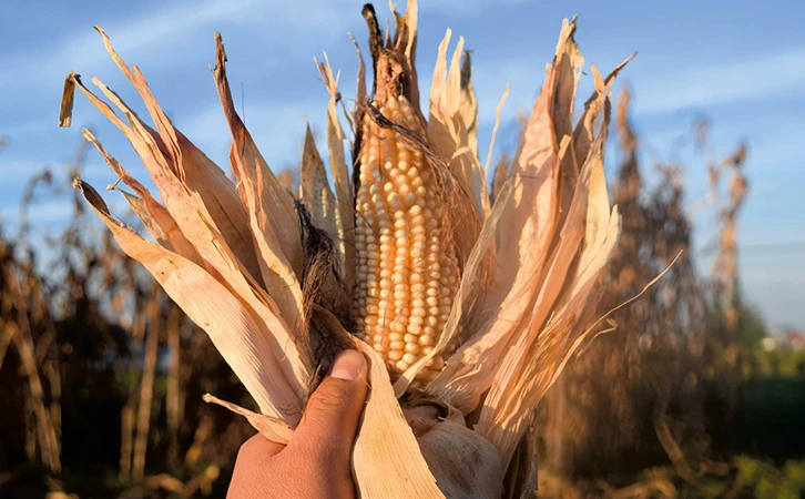 Un gobierno sin política agropecuaria