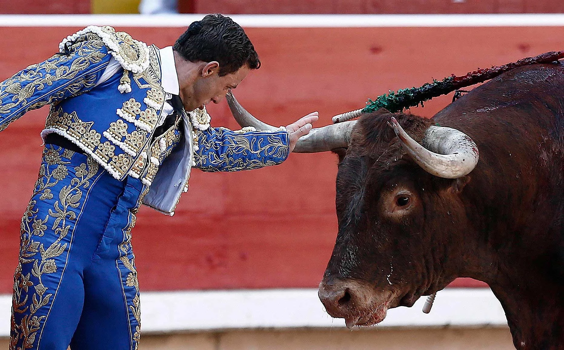 Organizaciones animalistas buscan prohibir corridas de toros en CMDX