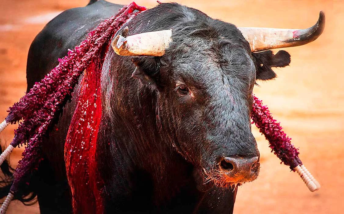 Congreso CDMX inicia parlamento sobre corridas de toros