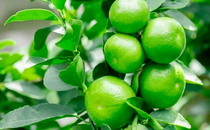 Crimen organizado amenaza la industria limonera en Michoacán