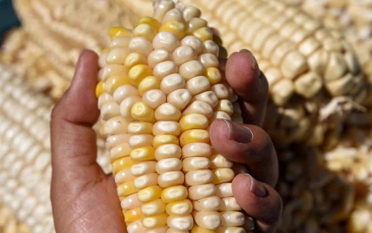 Legisladores aprueban proyecto que prohíbe el cultivo de maíz transgénico