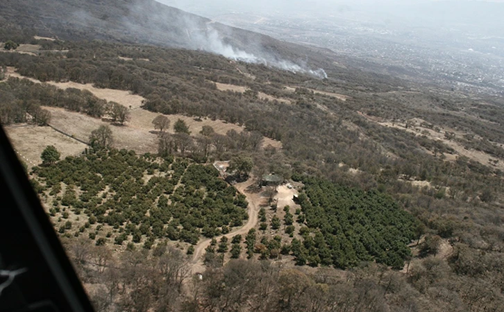 Sufre Michoacán saqueo forestal