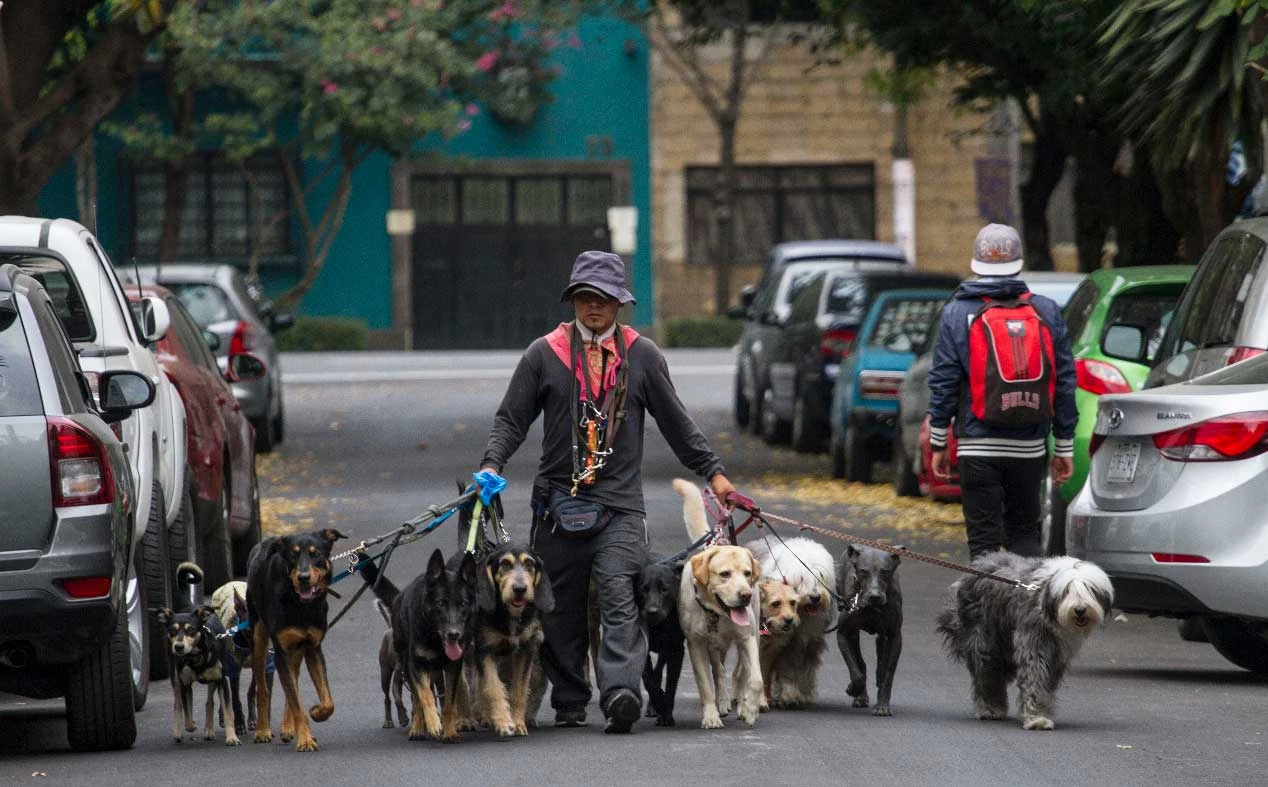 Impulsan penas de 10 años para a paseadores de perros maltratadores