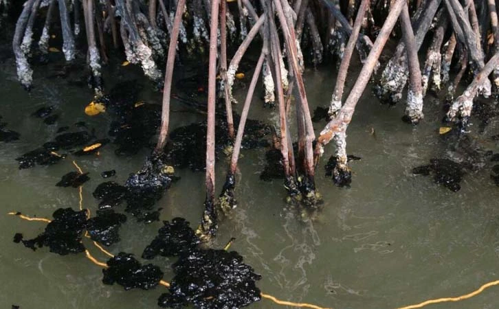 Derrame en Tabasco provoca daños en manglares