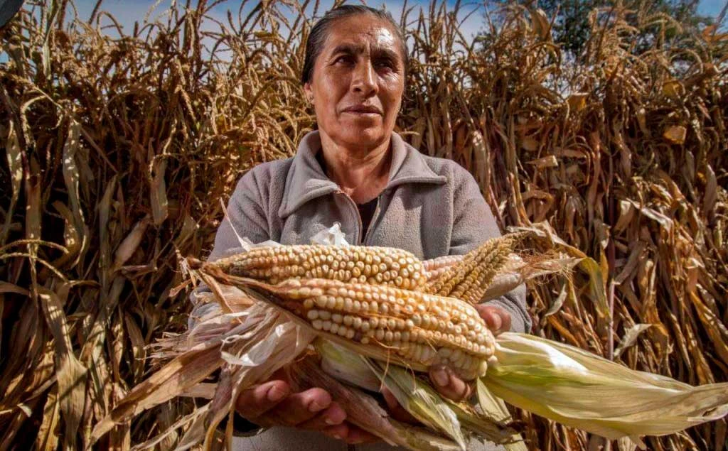 Campesinos piden apoyos compensatorios ante pérdidas por sequía en Sinaloa