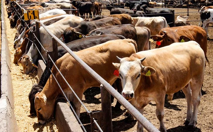 Bloqueo ganadero cuesta a México 5.1 millones de dólares