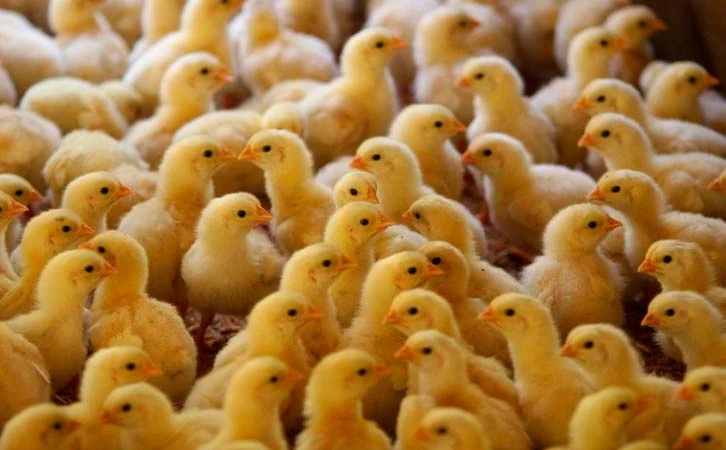 México suspende importación de productos avícolas de Brasil