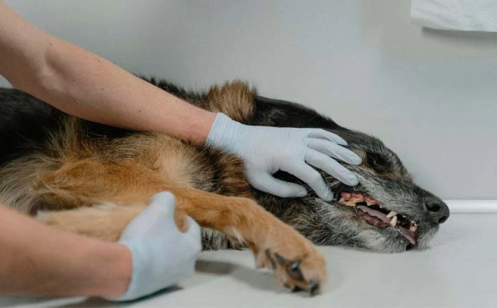 Detectan gusano barrenador también en perros