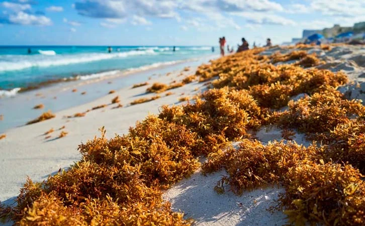 Alerta por sargazo en el Caribe mexicano: posible récord histórico
