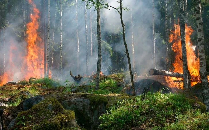 Incendios, la principal causa de deforestación en el mundo: GFW