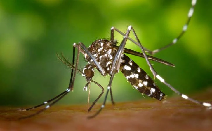 EE. UU. confirma casos de Virus del Nilo con riesgo neurológico
