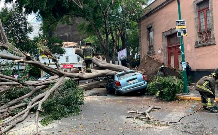 Caída de árboles provoca crisis en CDMX