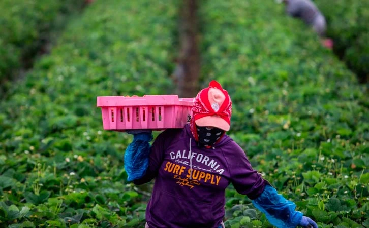 Campesinos de California preparan huelga en defensa de migrantes