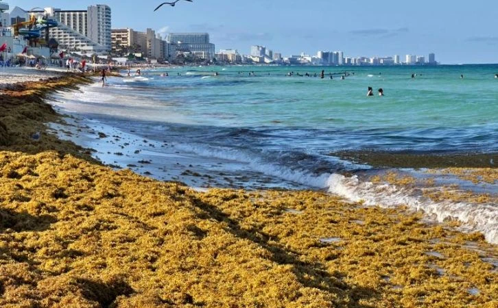 Presencia de sargazo en Quintana Roo rompe récords históricos