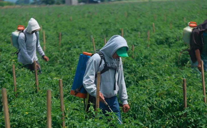 Persiste informalidad laboral en zonas rurales: Inegi