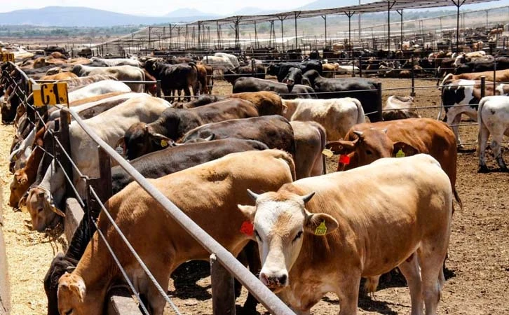 Alerta, ganaderos de Durango temen ingreso de reses con gusano barrenador