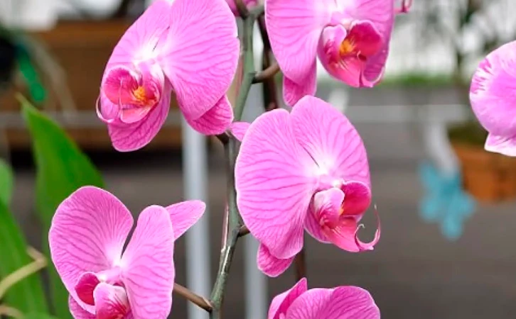 Redescubren en China orquídea declarada extinta