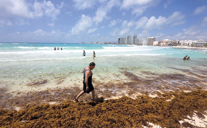 Medidas insuficientes para combatir el sargazo en Quintana Roo