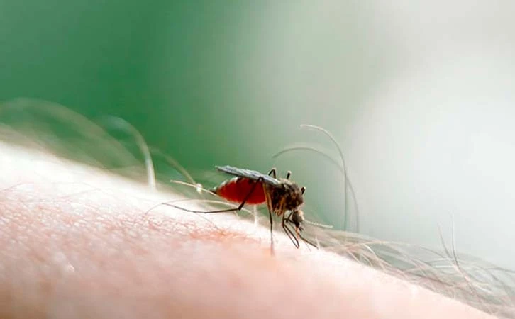 Emiten alerta en Reino Unido por aumento de “fiebre del perezoso”
