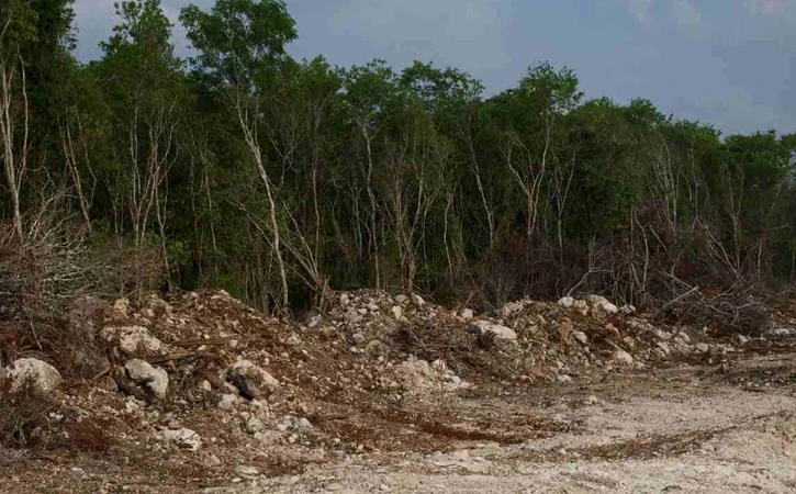 Secretaría del Medio Ambiente reconoce daños por el Tren Maya
