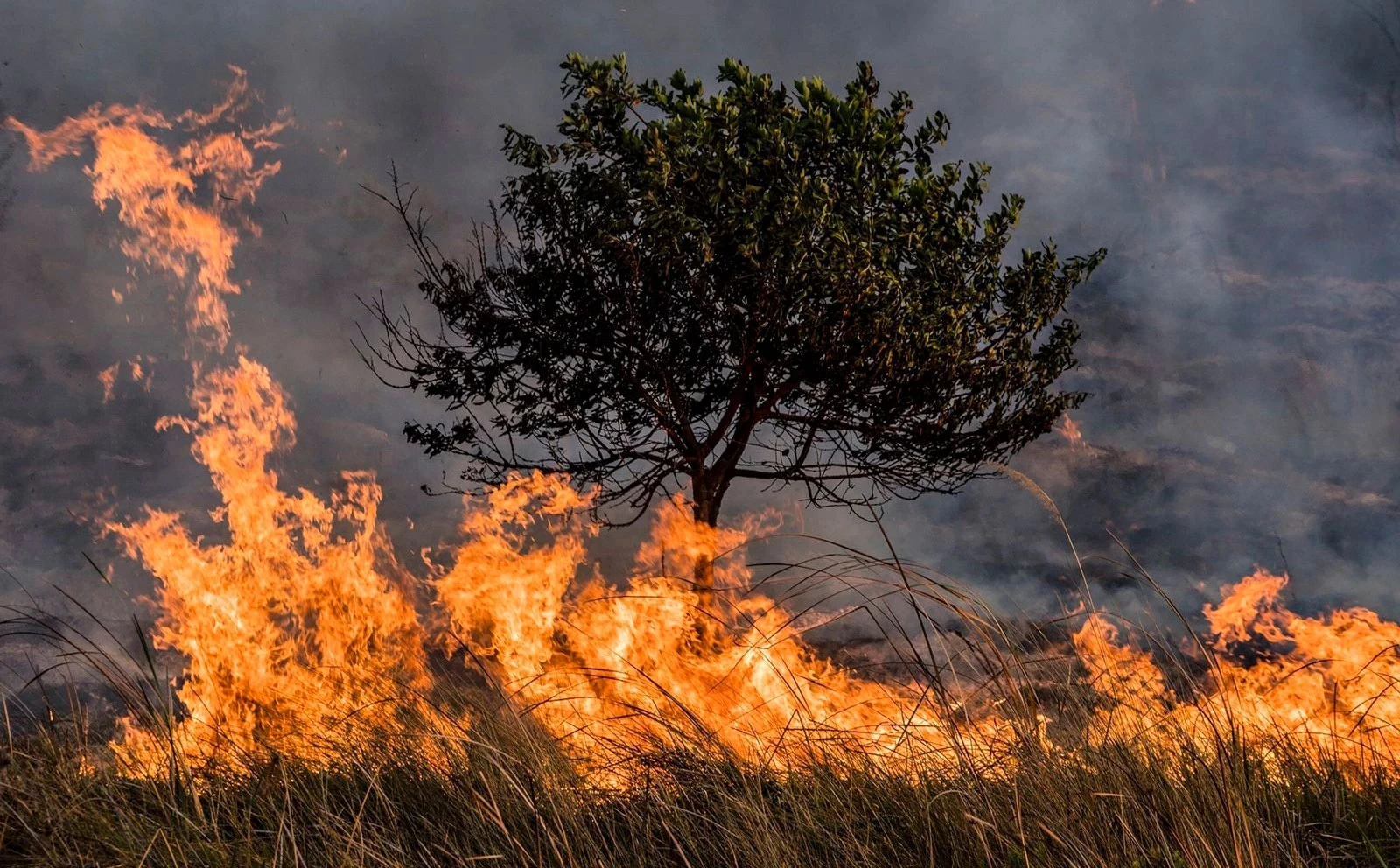 San Luis Potosí enfrenta temporada de incendios históricos