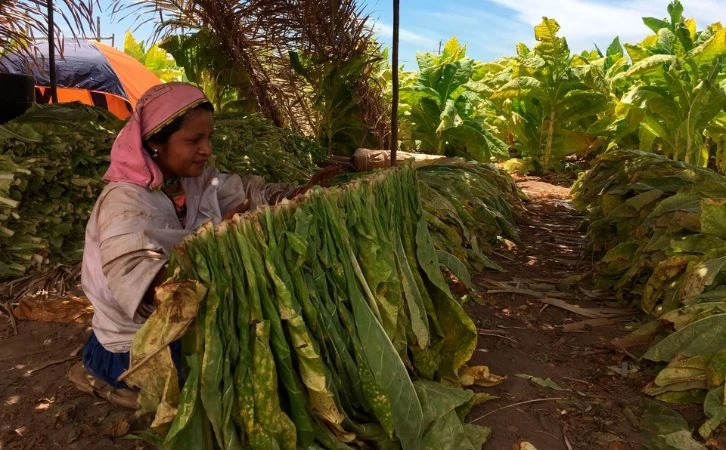 Apoyos sociales provocan conformismo y abandono en cosecha de tabaco en Nayarit