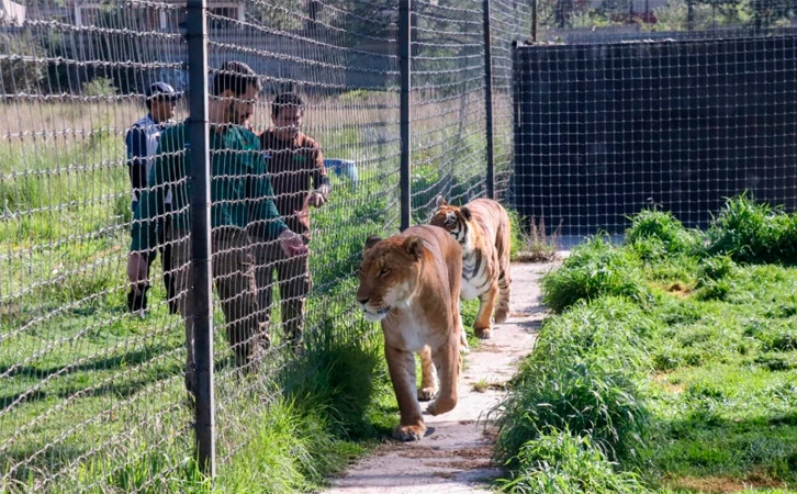 Iban por huachicol y encontraron zoológico privado en un rancho de Tamaulipas